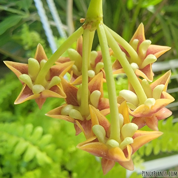 Hoya amrita flower underside