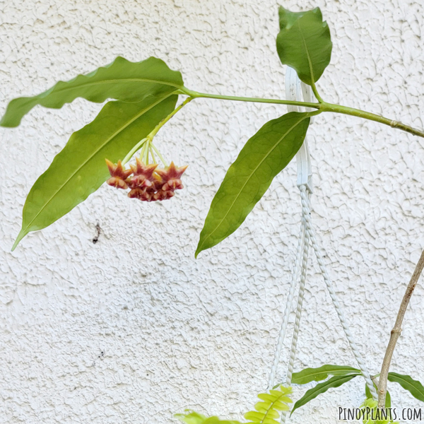 Hoya amrita