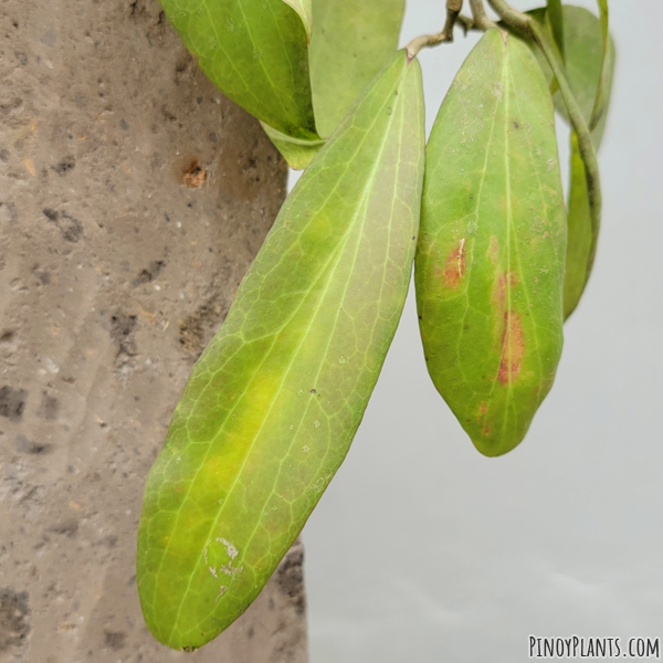 Hoya bicolensis leaf