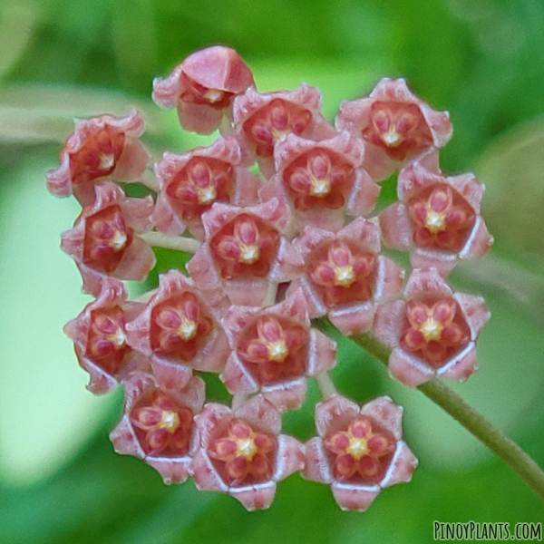 Hoya bilobata flower