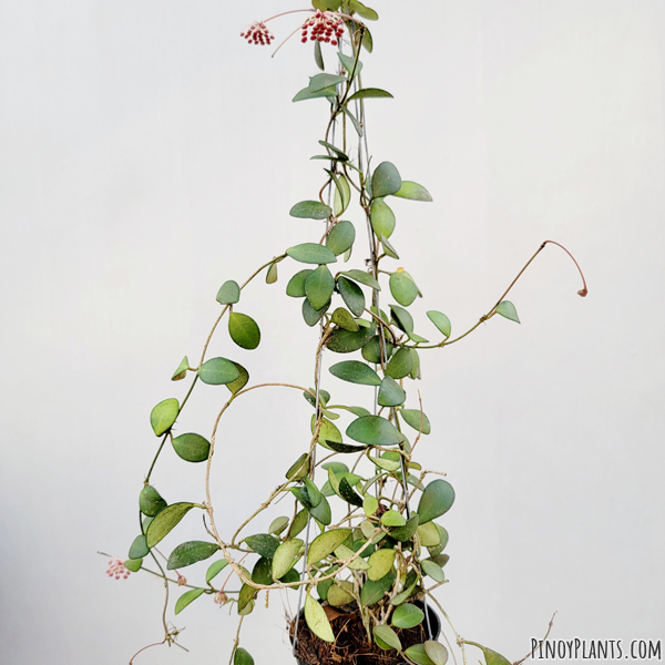 Hoya bilobata