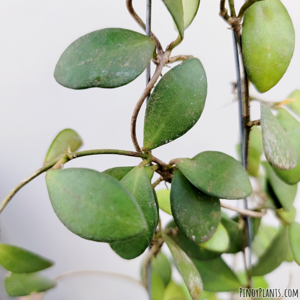 Hoya bilobata leaves