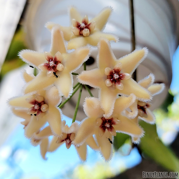 Hoya buotii flower