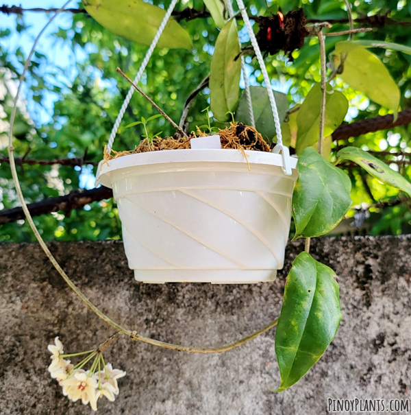 Hoya buotii