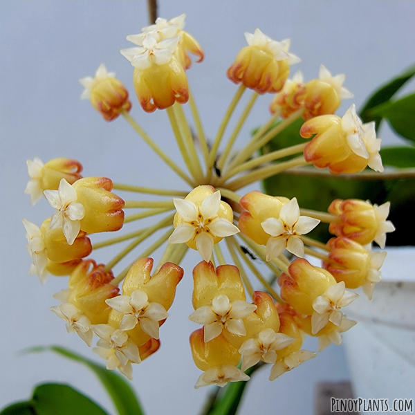 Hoya crassicaulis flower