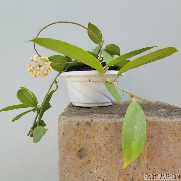 Hoya crassicaulis