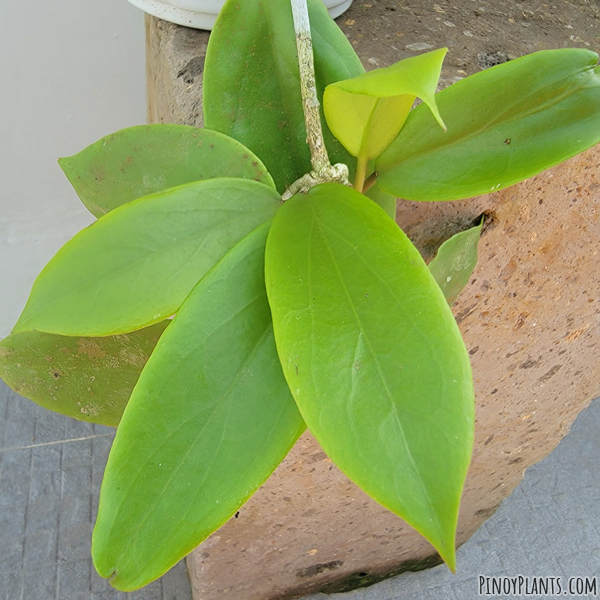 Hoya crassicaulis leaves