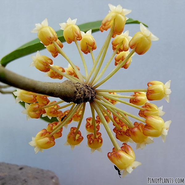 Hoya crassicaulis flower underside