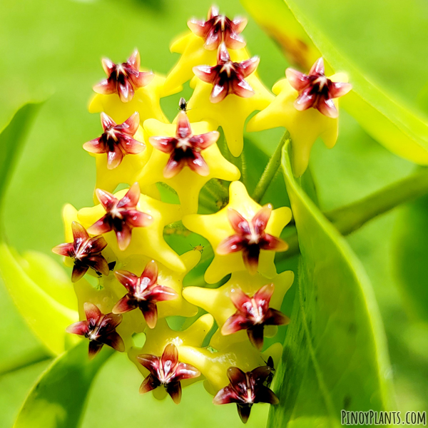 Hoya cumingiana flower