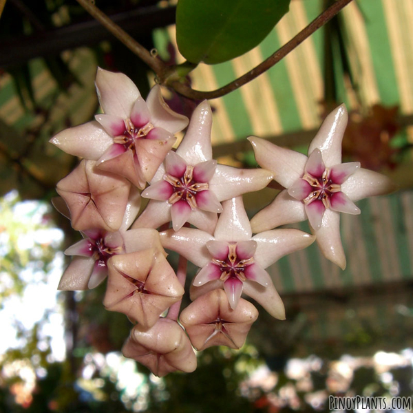 Hoya darwinii flower