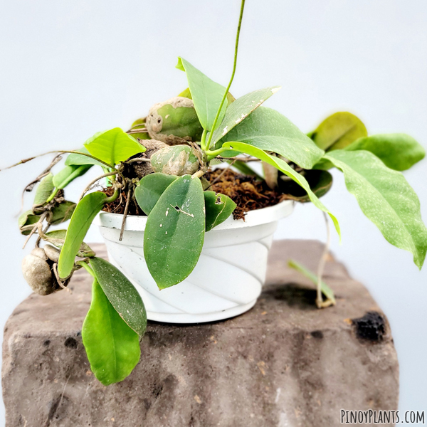 Hoya darwinii