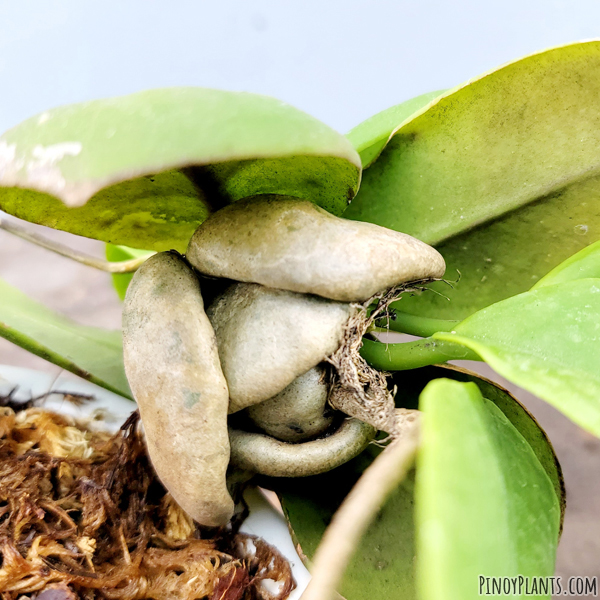 Hoya darwinii leaf