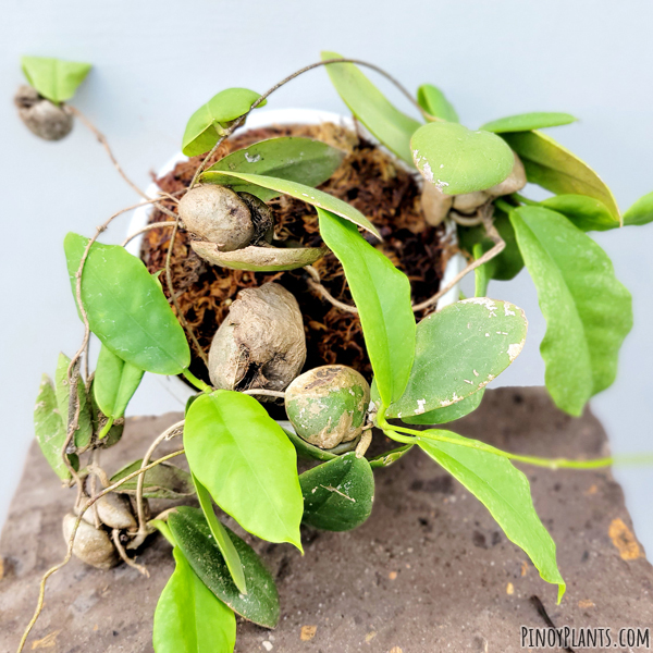 Hoya darwinii