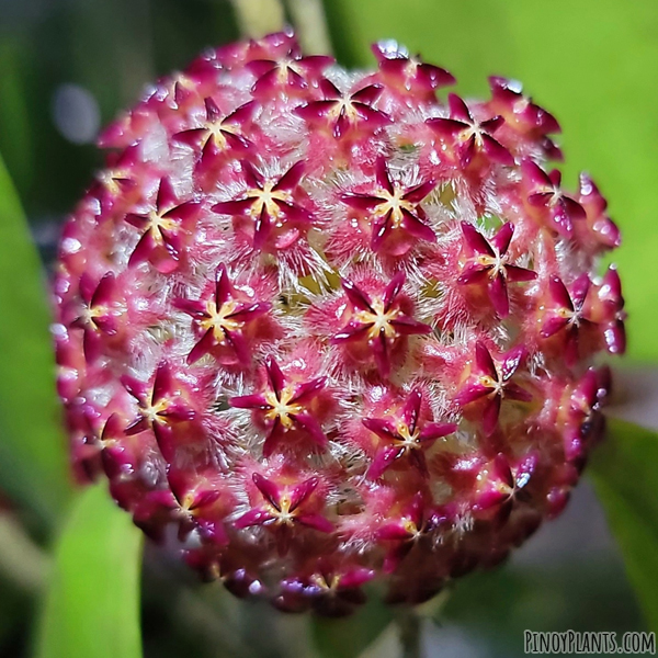 Hoya elmeri flower
