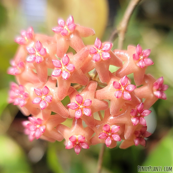 Hoya fitchii flower