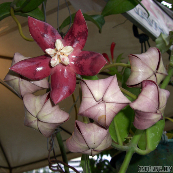 Hoya imperialis flower