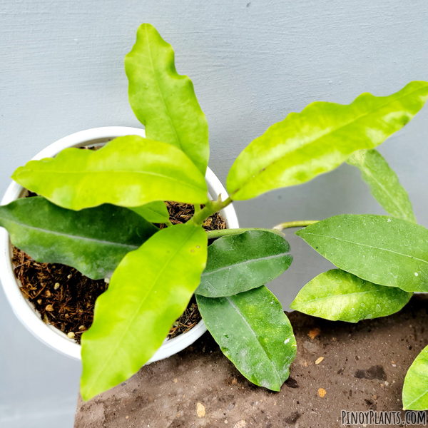 Hoya imperialis