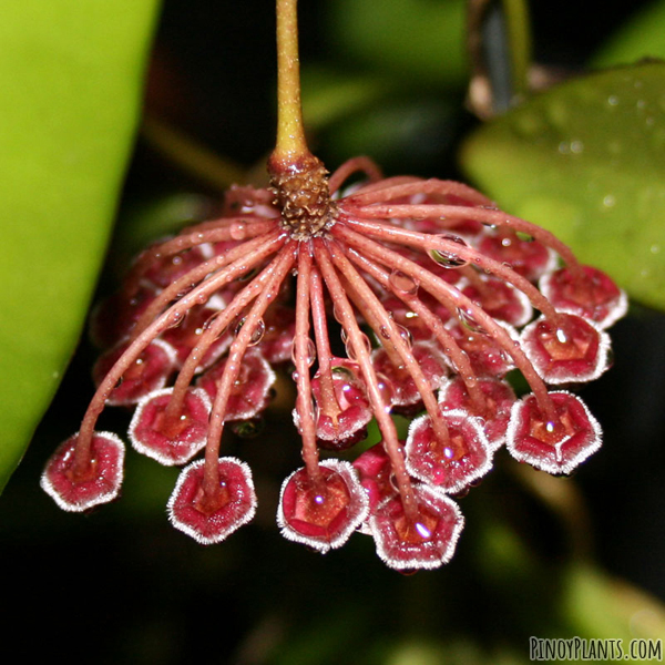 Hoya kentiana flower underside