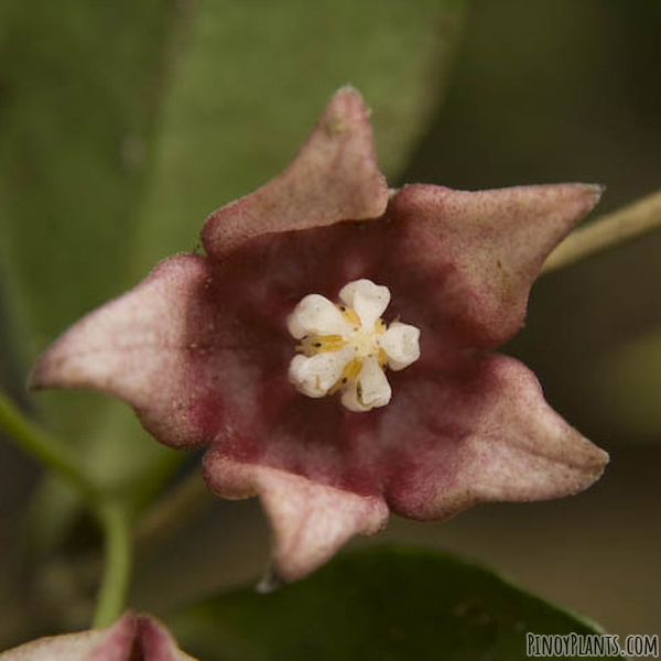 Hoya linavergarae flower