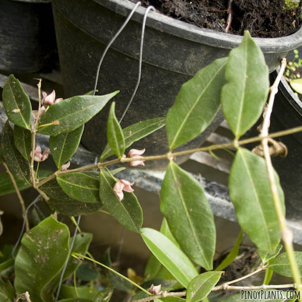 Hoya linavergarae