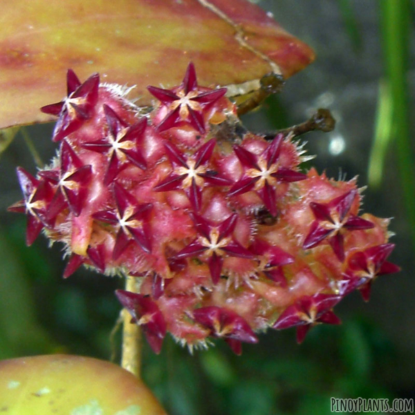 Hoya mindorensis flower