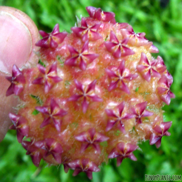 Hoya mindorensis flower