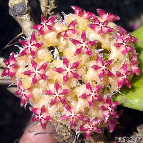 Hoya mindorensis flower