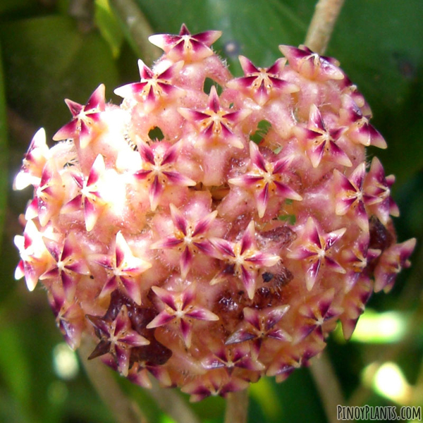 Hoya mindorensis flower