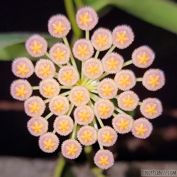 Hoya obscura flower