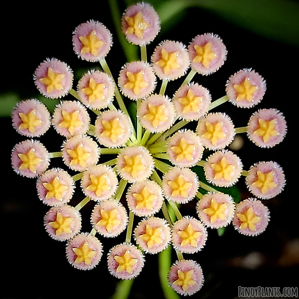 Hoya obscura flower