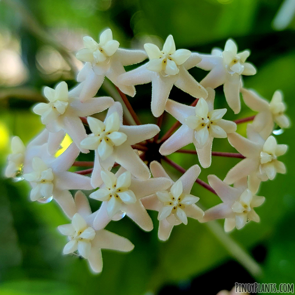 Hoya obscura flower