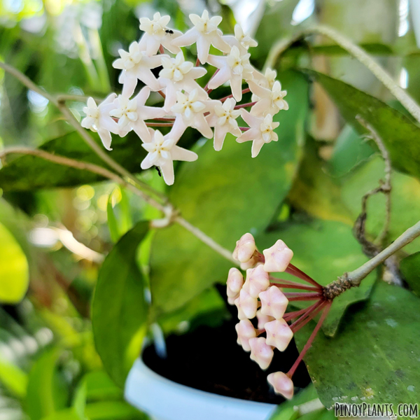 Hoya pimenteliana flowers