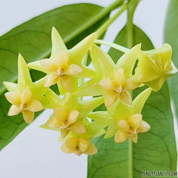 Hoya platycaulis flower