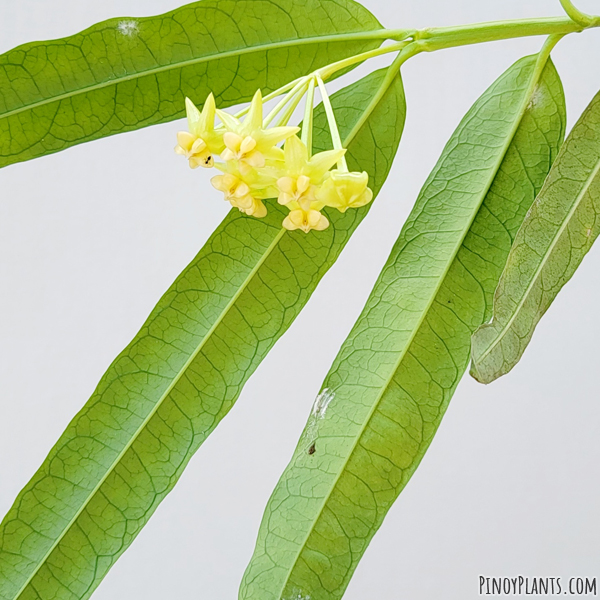 Hoya platycaulis leaf underside