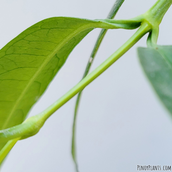 Hoya platycaulis stem
