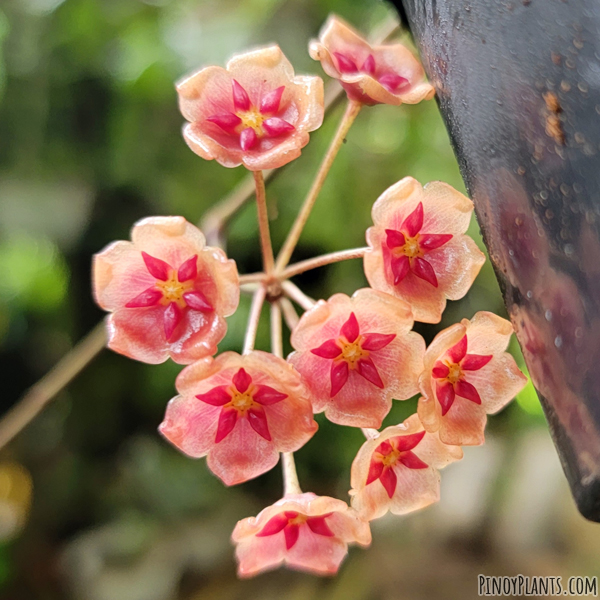 Hoya siariae flower