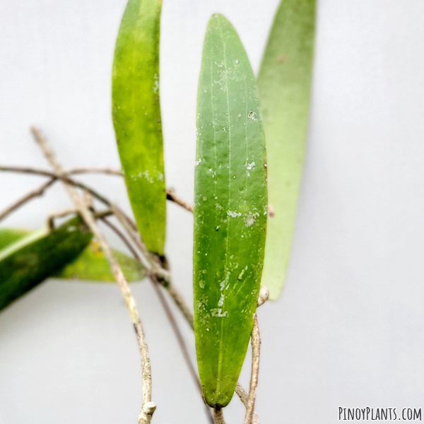 Hoya siariae leaf
