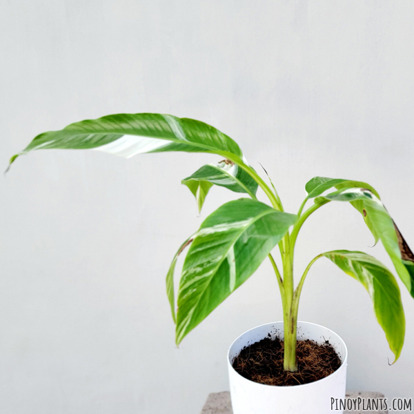 Musa sp. 224 variegated