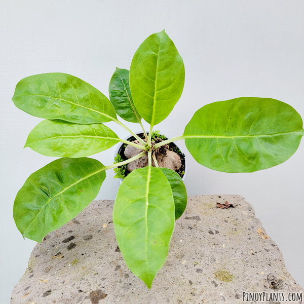 Myrmecodia tuberosa leaves