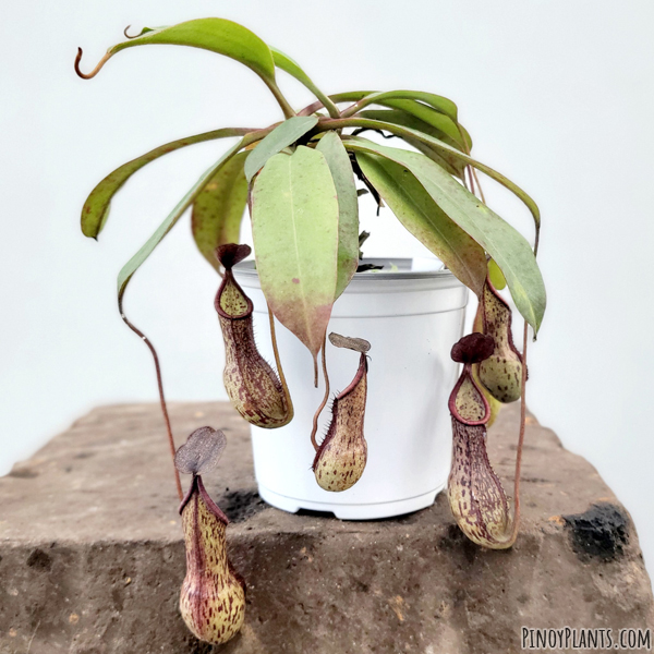 Nepenthes ceciliae