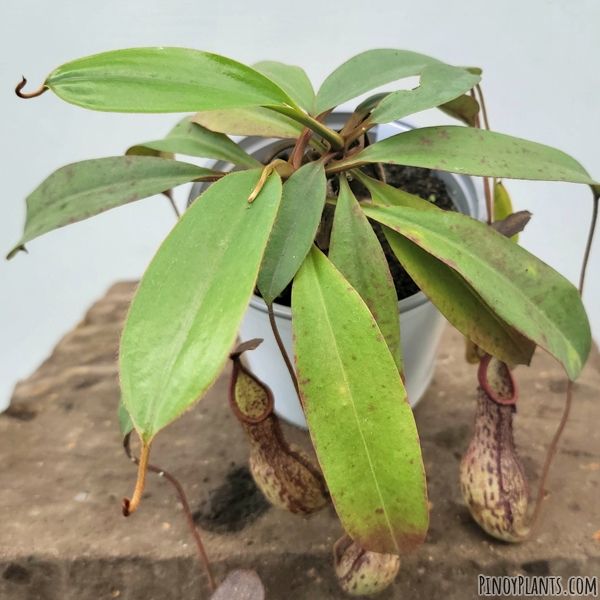 Nepenthes ceciliae leaves