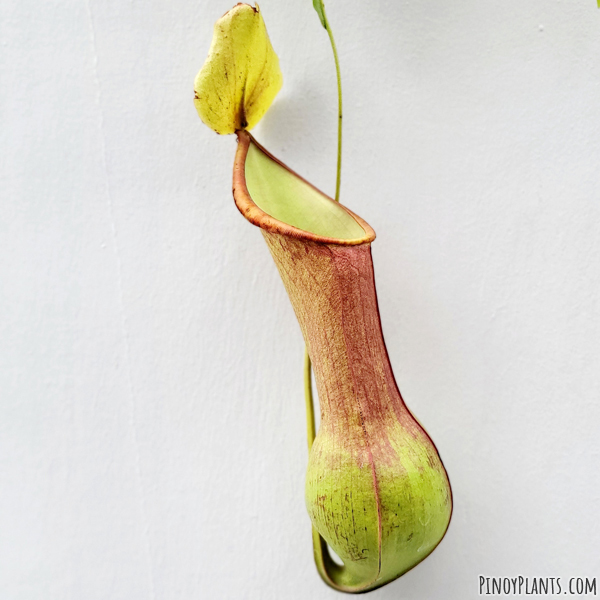 Nepenthes graciliflora pitcher