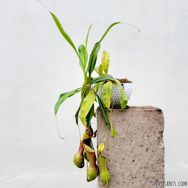 Nepenthes graciliflora