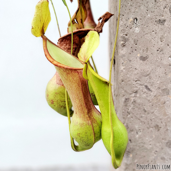 Nepenthes graciliflora pitchers