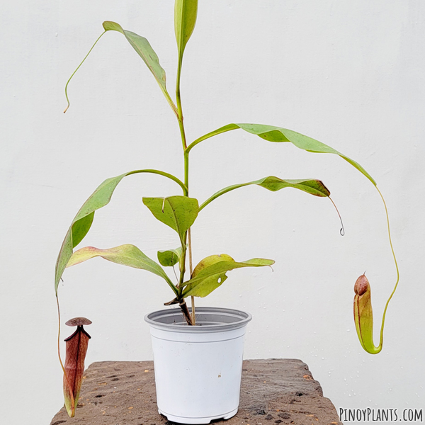 Nepenthes mirabilis