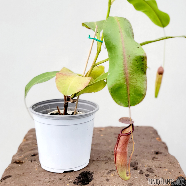 Nepenthes mirabilis