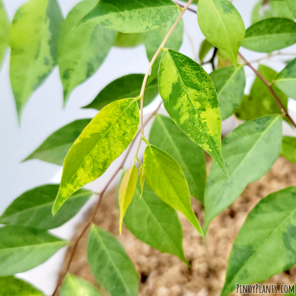 sp. 227, Quezon variegated leaves