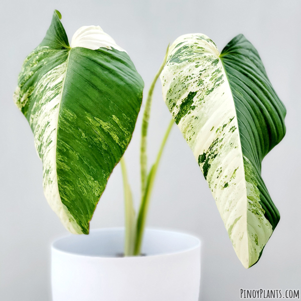 Schismatoglottis wallichii variegated