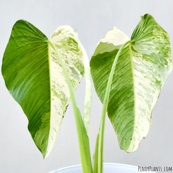 Schismatoglottis calyptrata variegated leaf underside