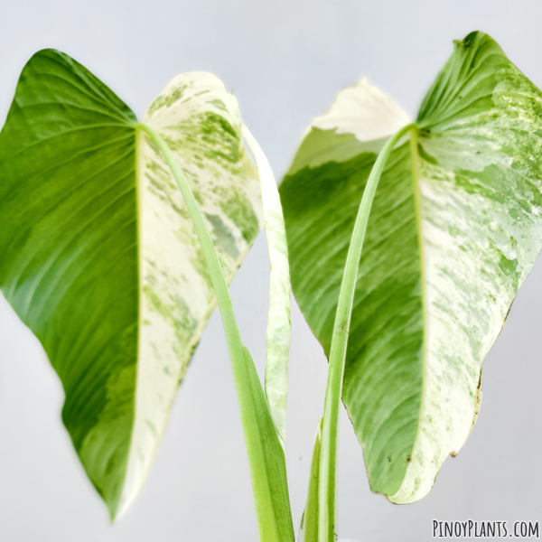 Schismatoglottis calyptrata variegated leaf underside